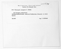 Image of Phomopsis caraganae